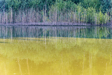 lake in the forest. dry reeds on the shore.