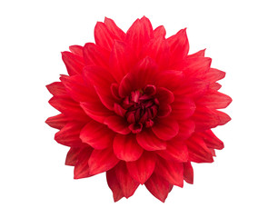 red Dahlia flower isolated on white close up