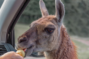 Guanaco, Lama guanico peers into the car, asks for food and gets an apple. Adventure weekend in...