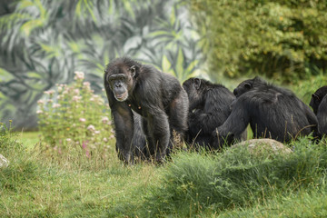Community of chimpanzee are endangered and threatened by bushmeat hunters