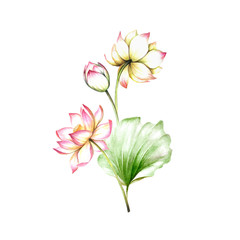 Composition with lotus. Hand draw watercolor illustration.