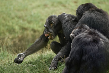 Community of chimpanzee, Pan troglodytes