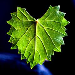 Muscadine Grape Leaf