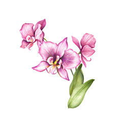 Fototapeta na wymiar Composition with orchids and leaves. Hand draw watercolor illustration.