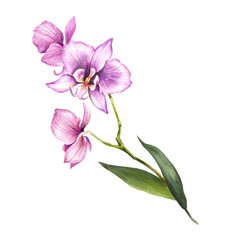 Composition with orchids and leaves. Hand draw watercolor illustration. - 286567064