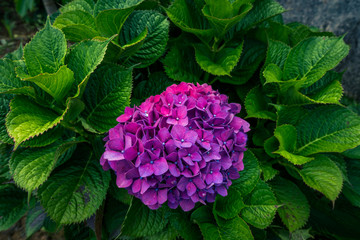 Image of beautiful blooming hydrangeas in the nature