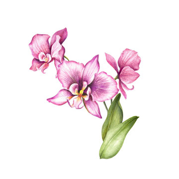 Composition with orchids and leaves. Hand draw watercolor illustration.