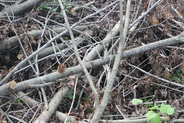 roots of a tree
