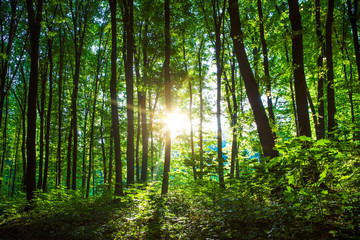 Forest trees. nature green wood sunlight backgrounds..
