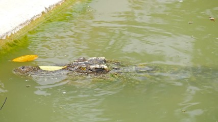 Video 4k of crocodile swimming in the water