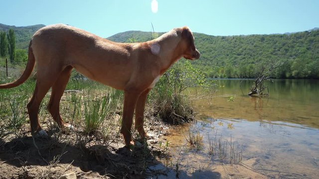 Hunting dog nose follow trace in lake and drink water, tracking shot