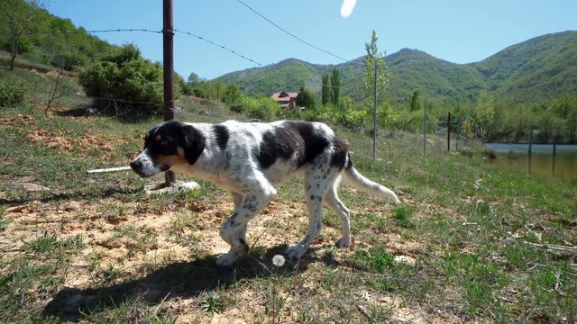 dog follows a track sniffing
