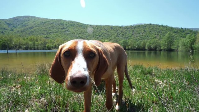Close Up Shot of a hunting dog looking into the Camera and Sniffing with his Nose outdoors
