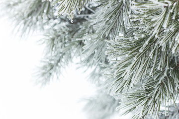 Rimed pine needles with hoarfrost on white snow background, beautiful christmas and new year frame for your design