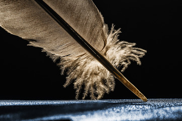 Fragment of bird's feather, close-up. Image.