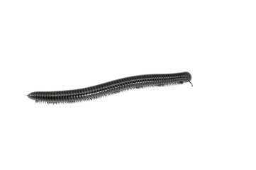 animal millipede on white background