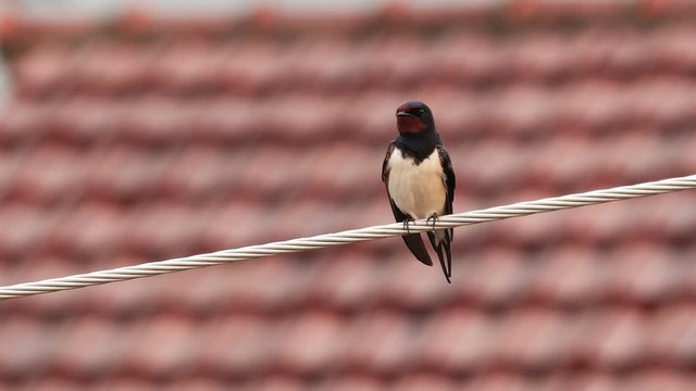 swallow on the wire, cinematic dof