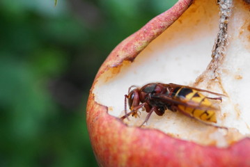 hornet eat a pear