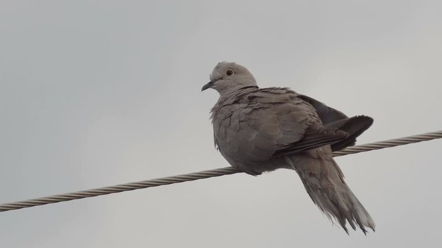 The eurasian collared dove is one of nature&rsquo;s great colonizers. Not native to the UK it has become one of our most common birds in recent years. Its call is heard all over Britain