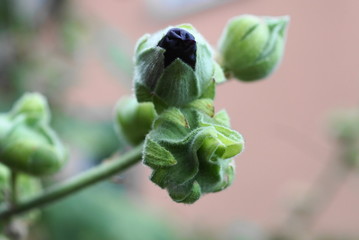 Obraz premium bud from a malve