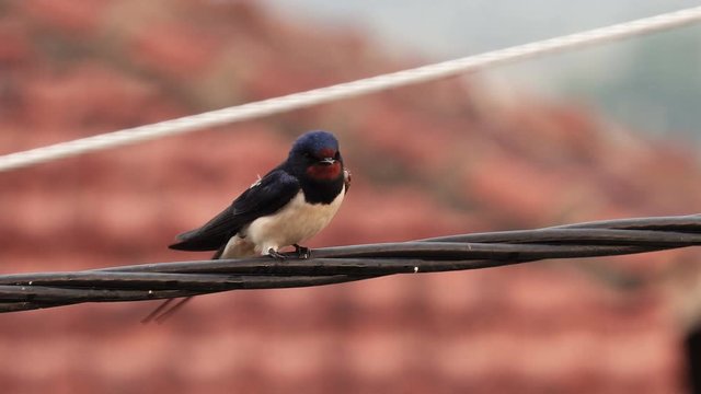 house swallow bird slean feathers on wire