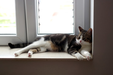 Cute tabby cat lying on a window sill. Selective focus.