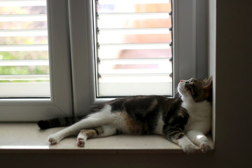 Cute tabby cat lying on a window sill. Selective focus.