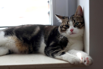 Cute tabby cat lying on a window sill. Selective focus.