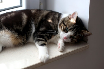 Cute tabby cat lying on a window sill. Selective focus.