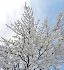 branches covered with snow