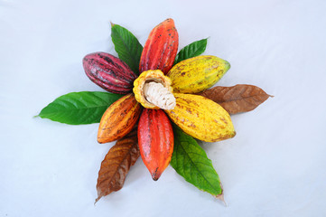 cocoa pod, cocoa fruit, cocoa seed, natural cocoa pod, colourfull cocoa fruit, fresh, nature