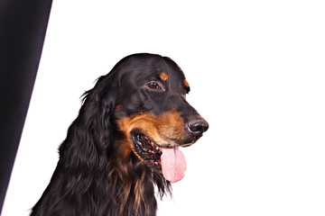 Dog breed  Setter Gordon portrait on white fnd black background