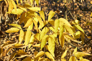 Autumn leaves on tree branches  background texture, closeup,copy space for your fall nature concept and design