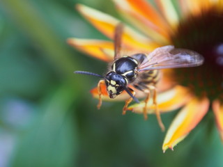 Wespe auf gelber Blüte