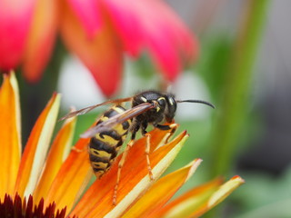 Wespe auf gelber Blüte