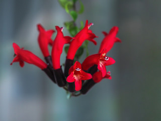 Red flowers and eskhinantus. Close up.
