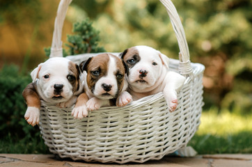 american staffordshire terrier cute portrait puppies magic light walk with puppy