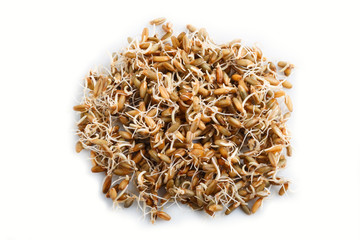 Heap of germinated rye isolated on white background, top view.