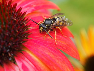 Wespe auf Blüte