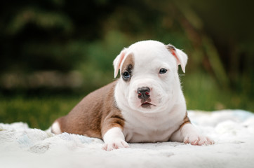 american staffordshire terrier cute portrait puppies magic light walk with puppy