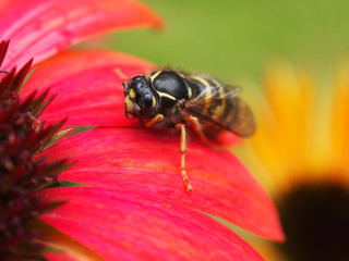 Wespe auf Blüte