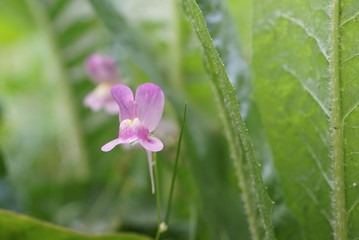 Fototapeta premium Wild Orchidee