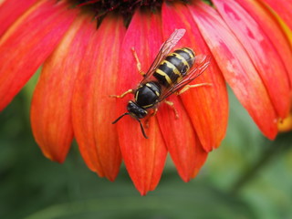 Wespe auf Blüte
