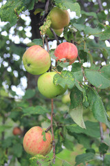Ripe juicy red-green apples on a branch in a rural garden