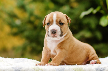 american staffordshire terrier cute portrait puppies magic light walk with puppy