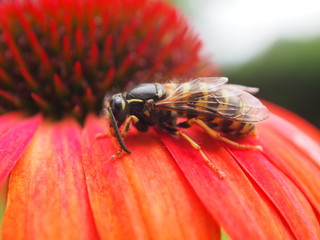 Wespe auf Blüte