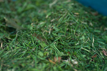 Detailed freshly cut lawn grass clippings macro