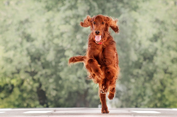 beautiful dog Irish Setter breed portrait red color for a walk in the city stone jungle funny dog