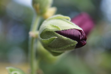 Knospe einer Malve
