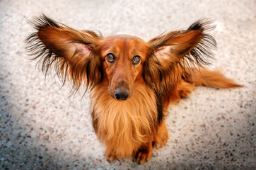  beautiful dog portrait breed long-haired dachshund of red color on a walk in the city stone jungle...